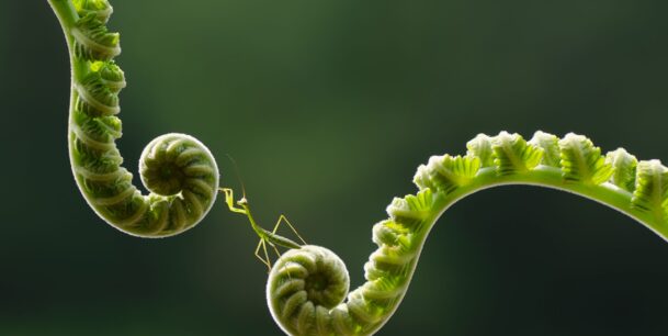 SDG Report Cover - Little mantis ready to jump