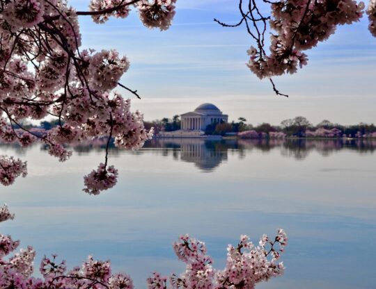 US Capitol in Spring